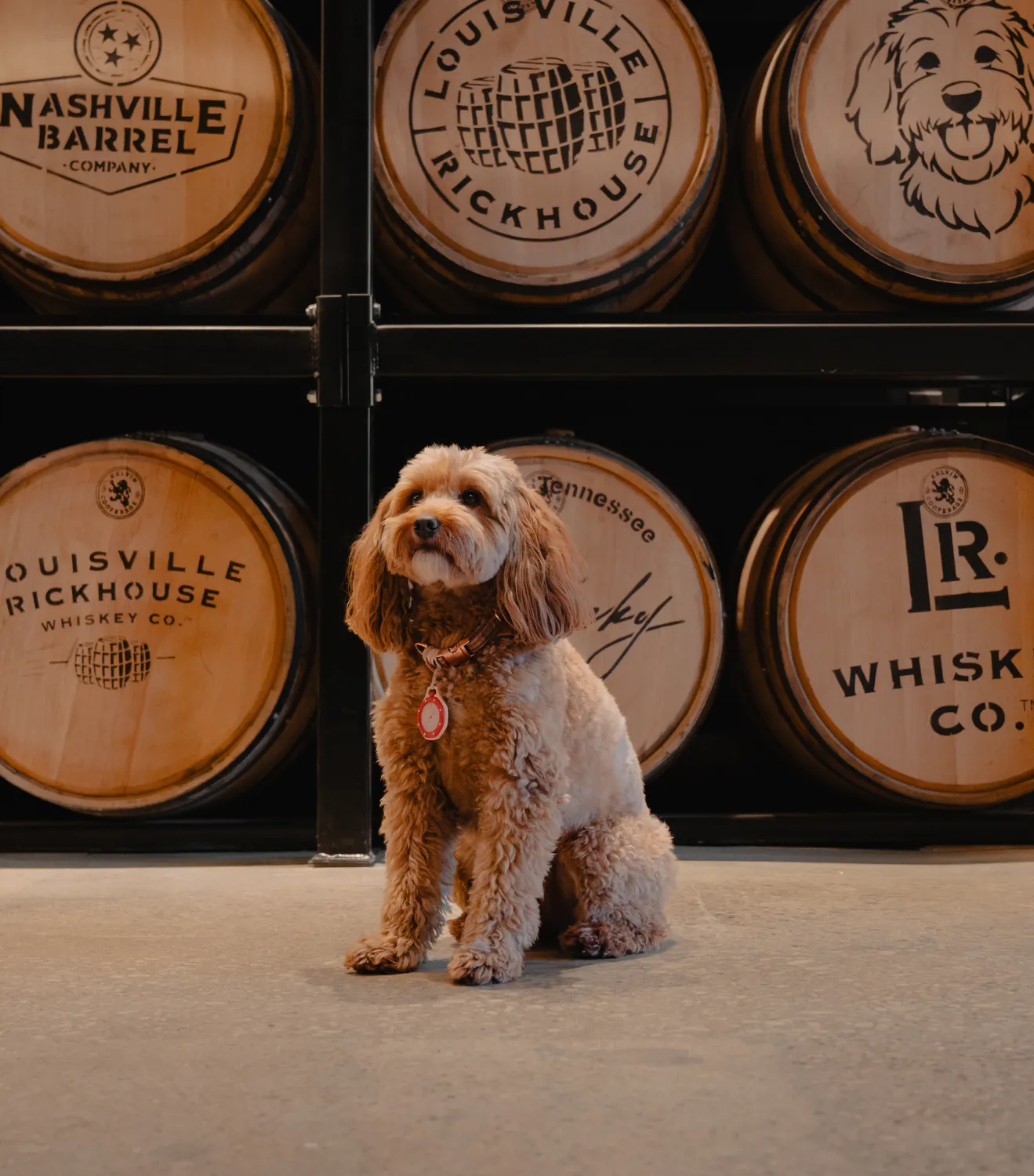 Stella, the Louisville Rickhouse shop dog, sitting in front of Louisville Rickhouse, Nashville Barrel Co and Nashtucky barrels — her own barrel head behind her